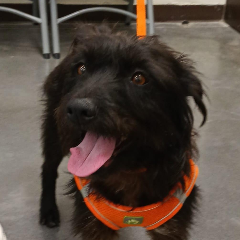 Luna, ADOPTABLE, Adult Female Patterdale Terrier / Fell Terrier.