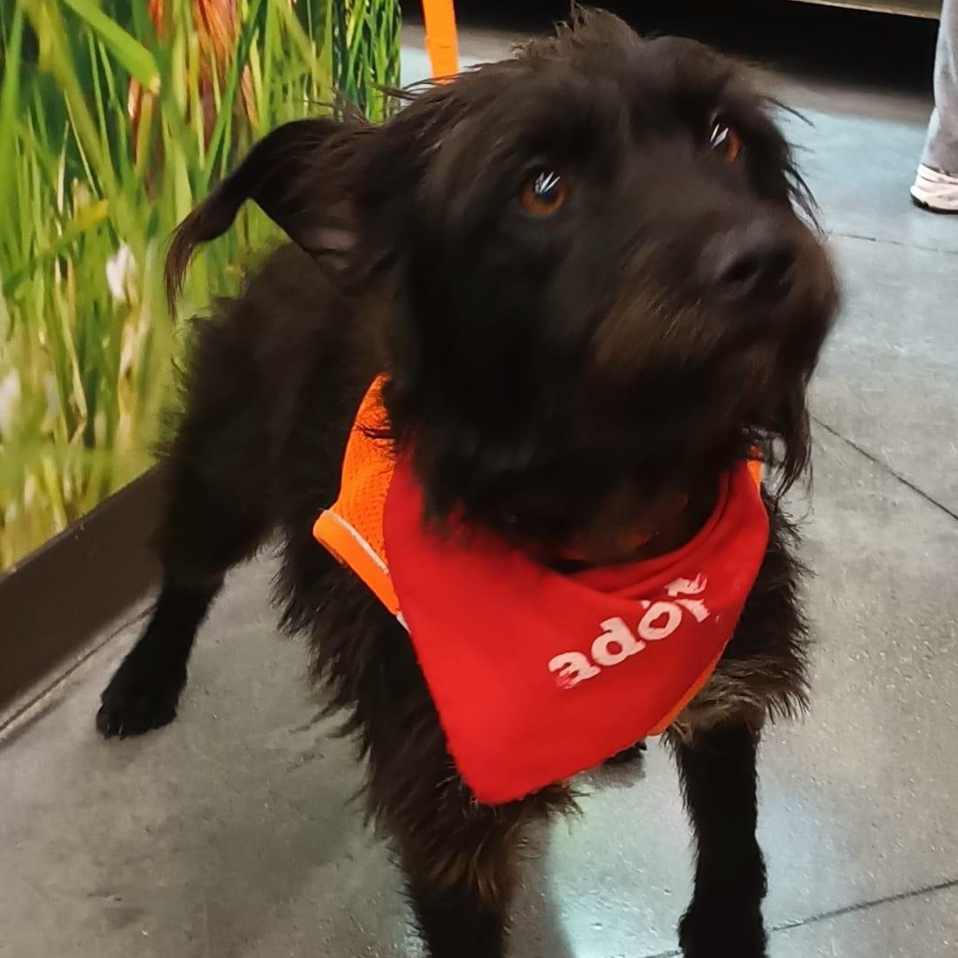 Enlarge Luna, a ADOPTABLE mixed breed in San Diego, CA image 2/6