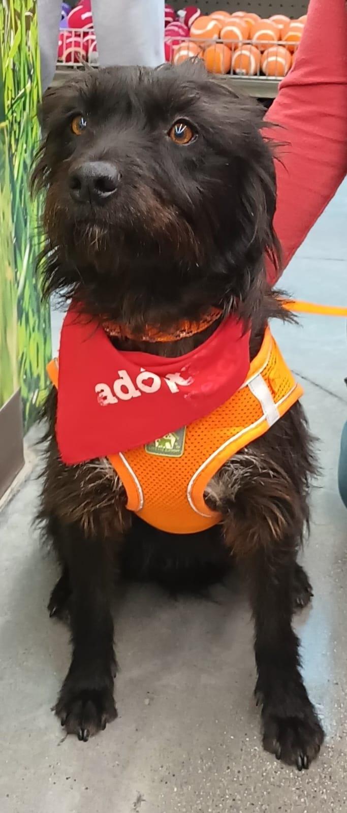 Enlarge Luna, a ADOPTABLE mixed breed in San Diego, CA image 6/6