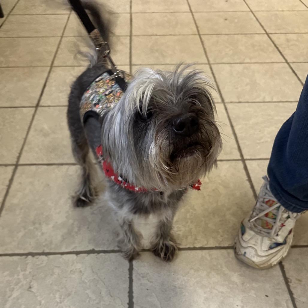 02/27/2026-Stray-JamestownDrive