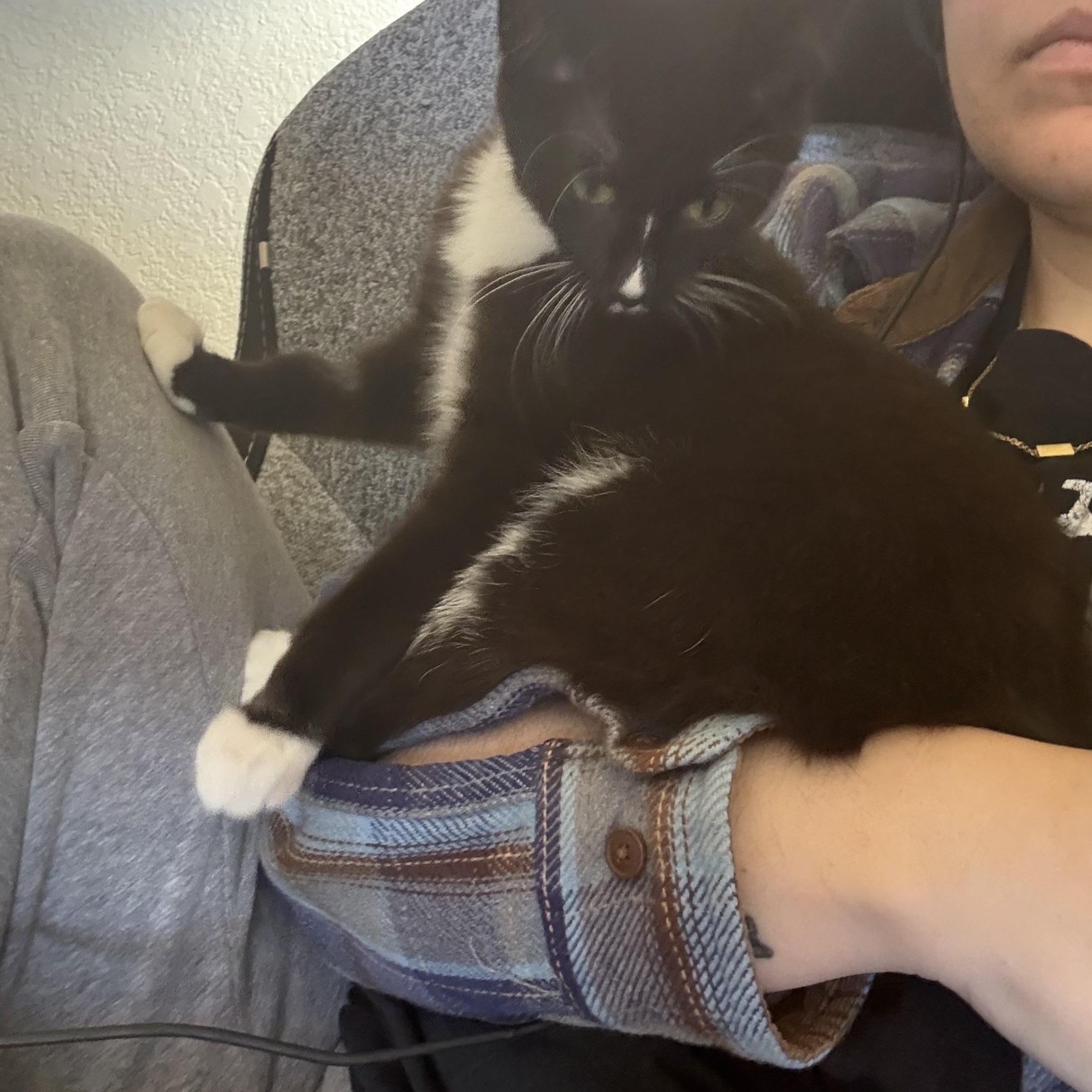 Enlarge Oreo, a Adoptable Domestic Short Hair in Choctaw, OK image 1/4