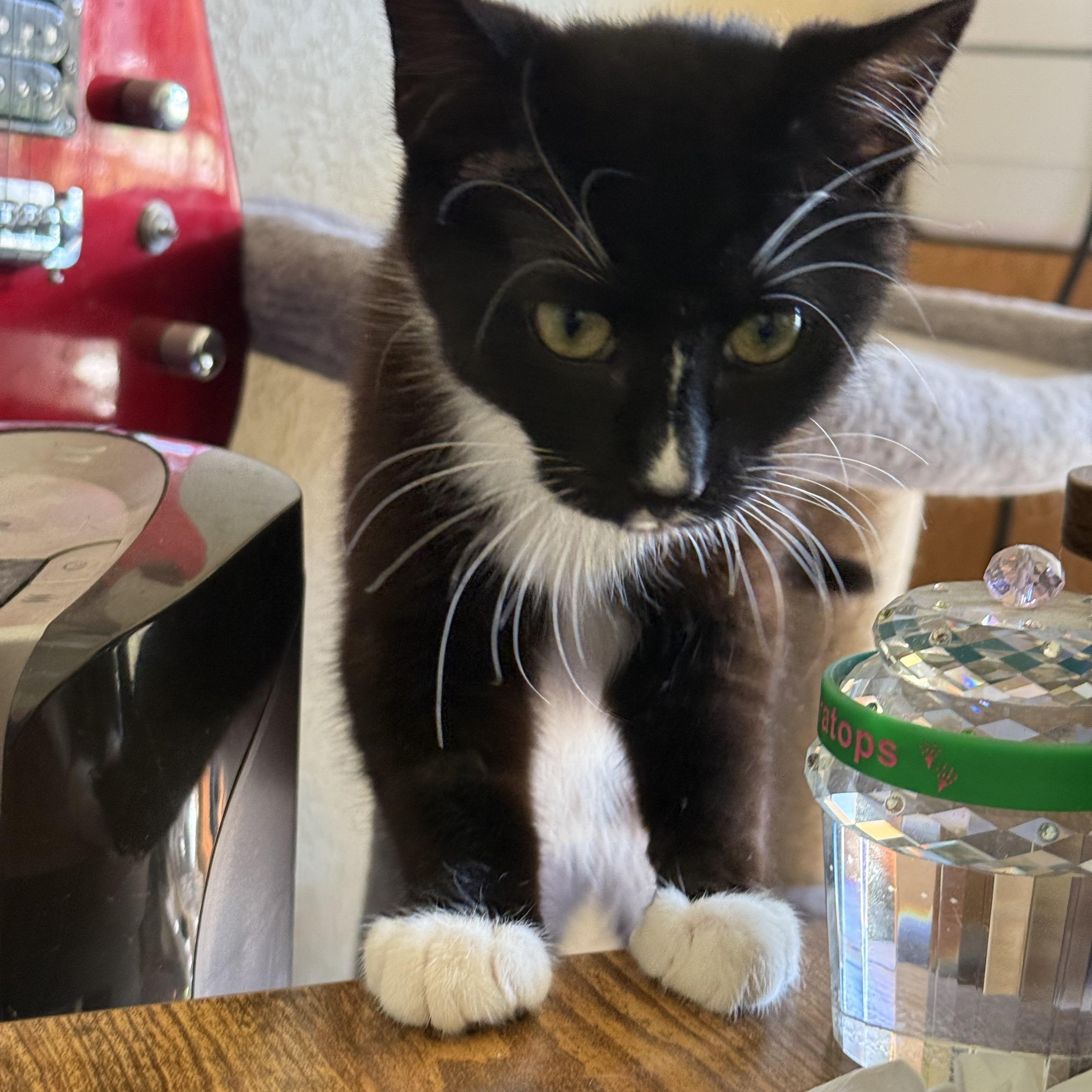 Enlarge Oreo, a Adoptable Domestic Short Hair in Choctaw, OK image 2/4