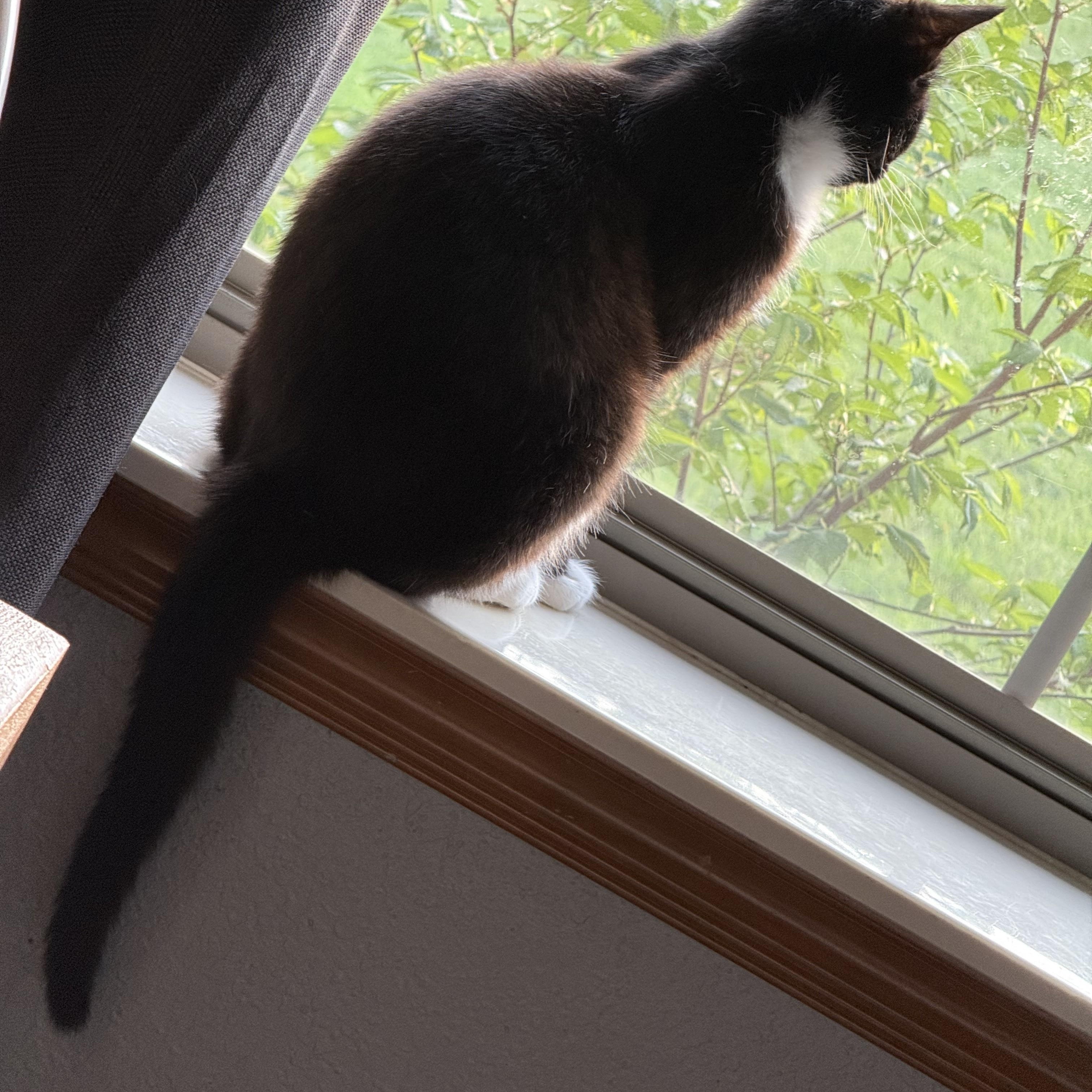 Enlarge Oreo, a Adoptable Domestic Short Hair in Choctaw, OK image 3/4