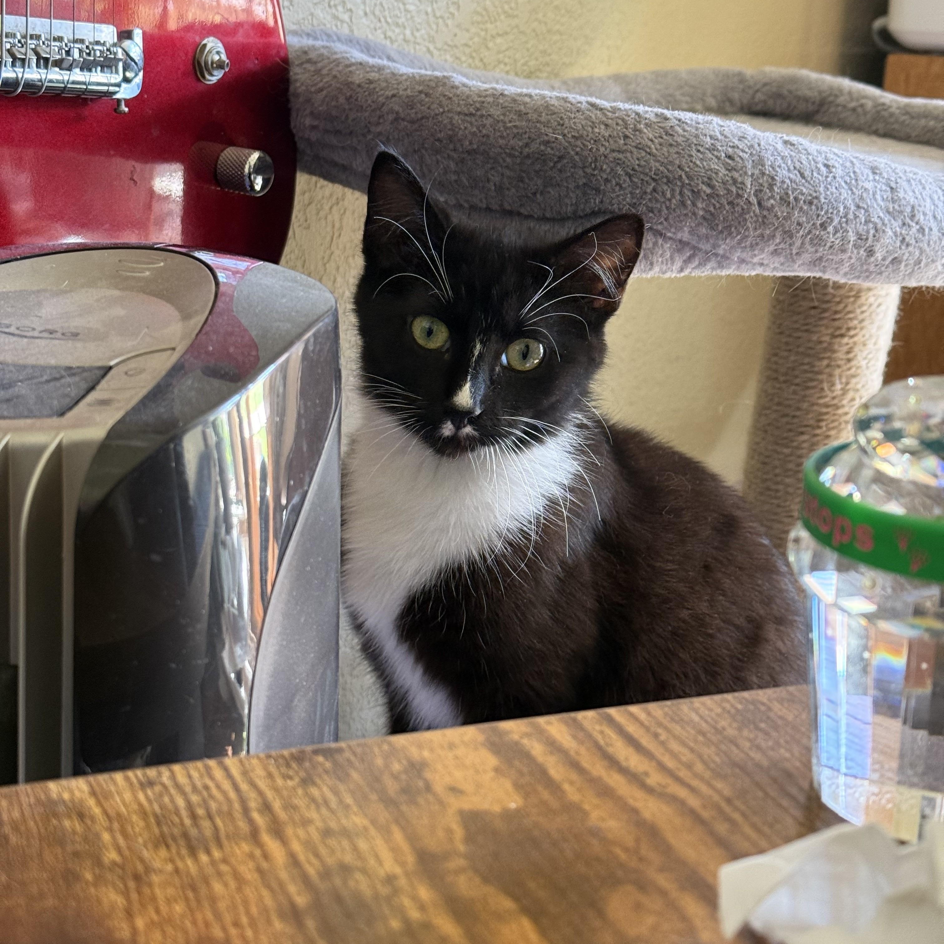 Enlarge Oreo, a Adoptable Domestic Short Hair in Choctaw, OK image 4/4