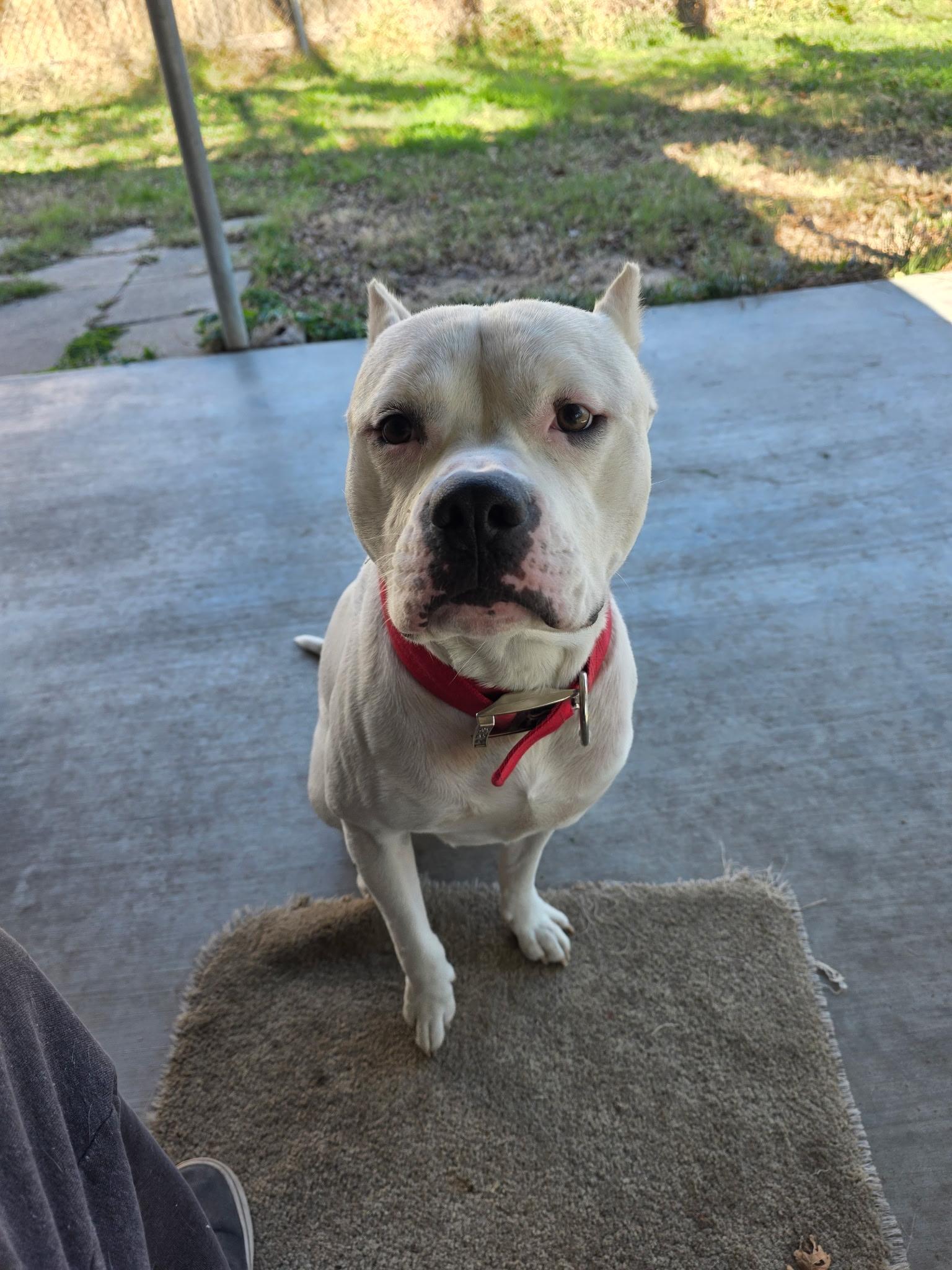 Romeo, Adoptable, Young Male Dogo Argentino.