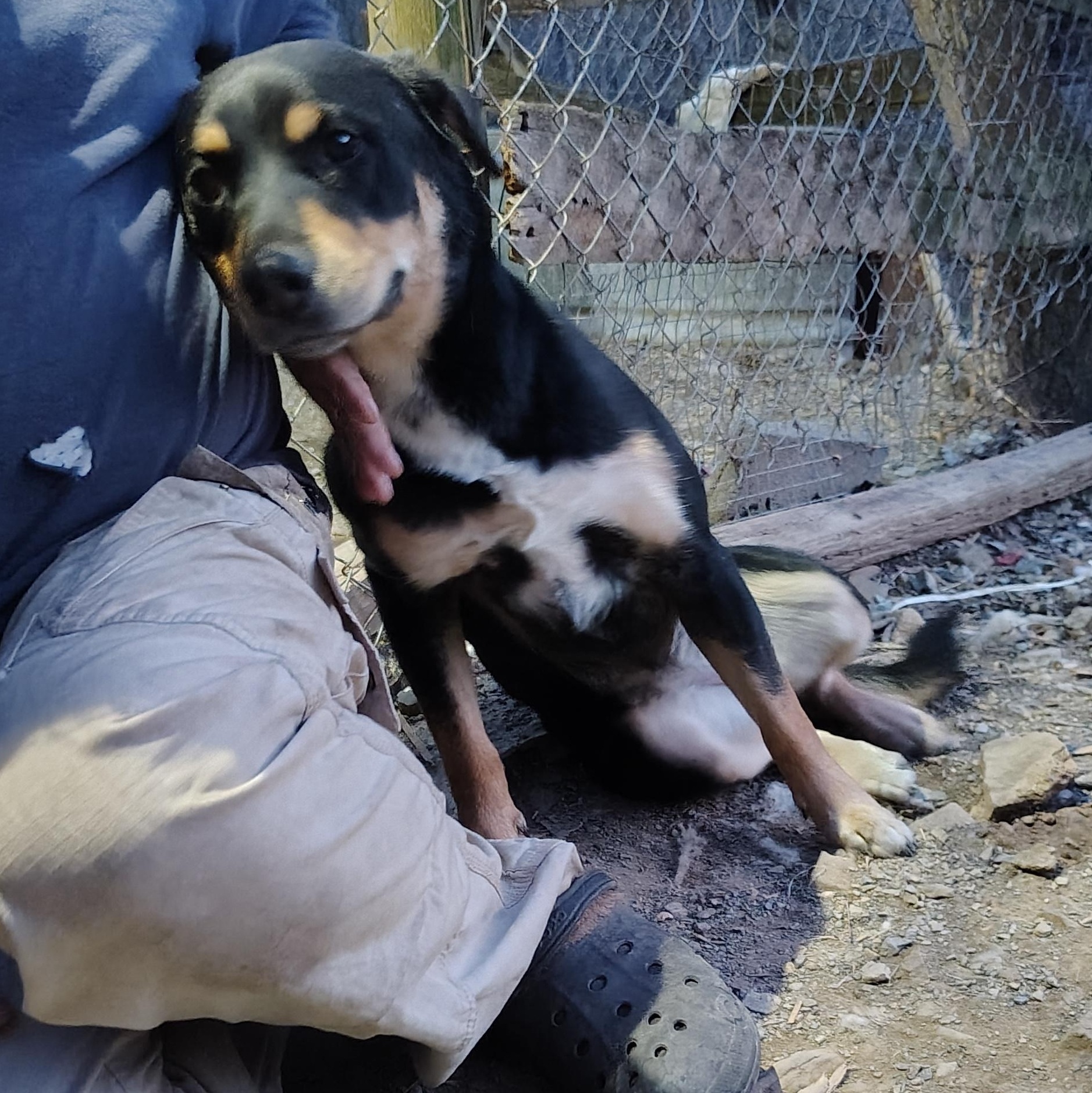 Enlarge Pepper, a Adoptable mixed breed in Oldtown, MD image 4/6