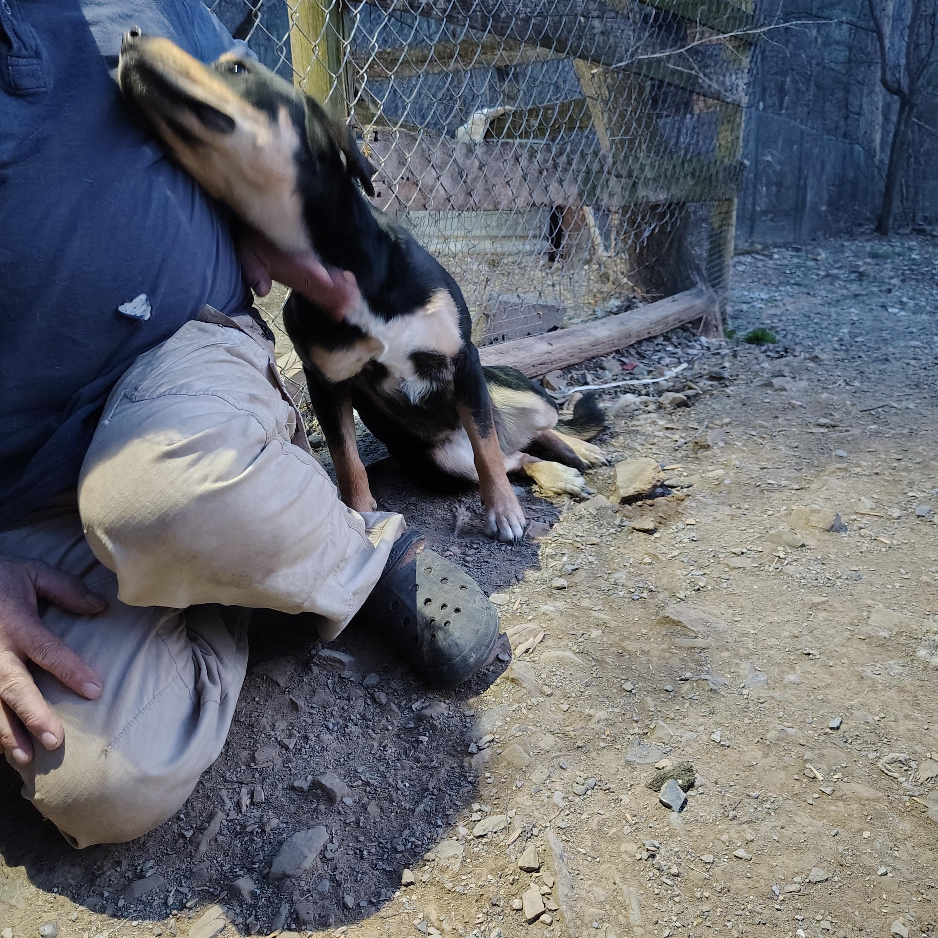 Enlarge Pepper, a Adoptable mixed breed in Oldtown, MD image 6/6