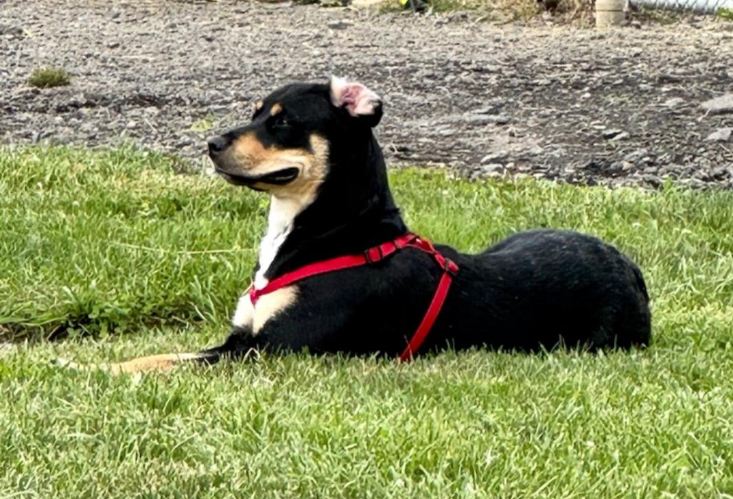 Pepper, a Adoptable mixed breed in Oldtown, MD image 3/3