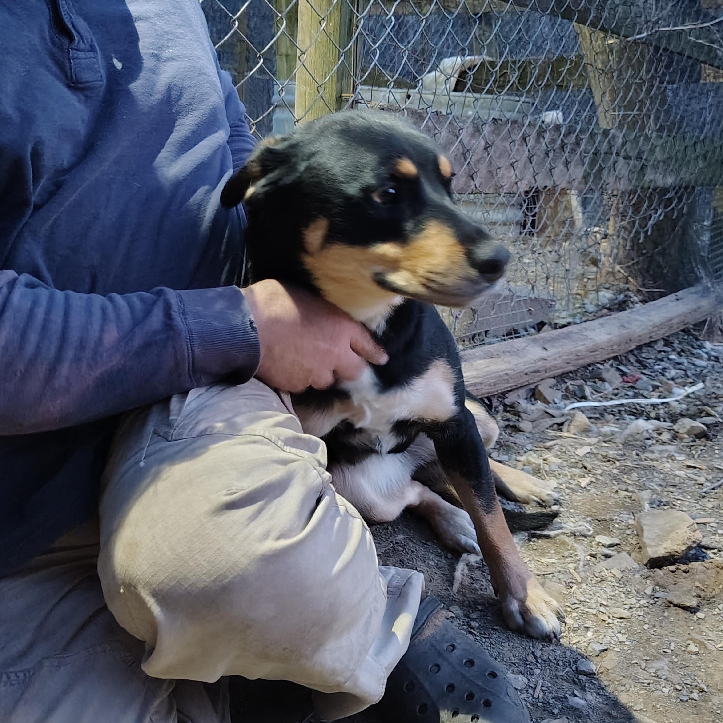 Enlarge Pepper, a Adoptable mixed breed in Oldtown, MD image 5/6
