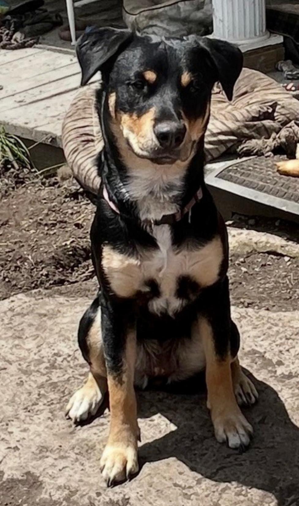 Pepper, Adoptable, Young Female Rottweiler & Siberian Husky.