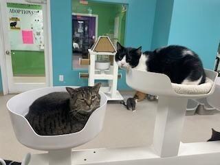 Enlarge Miriam, a Adoptable Domestic Short Hair in Marietta, GA image 2/6