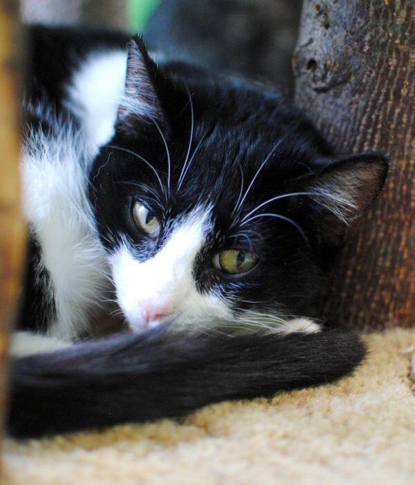 Enlarge Miriam, a Adoptable Domestic Short Hair in Marietta, GA image 3/6