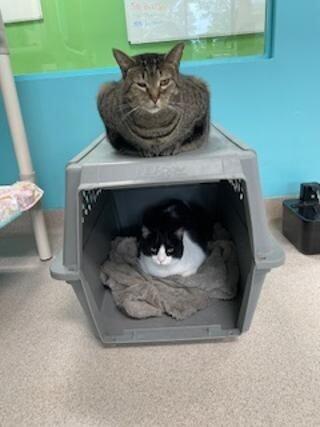 Enlarge Miriam, a Adoptable Domestic Short Hair in Marietta, GA image 5/6