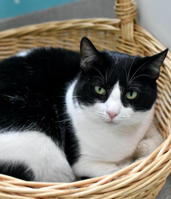 Enlarge Miriam, a Adoptable Domestic Short Hair in Marietta, GA image 6/6