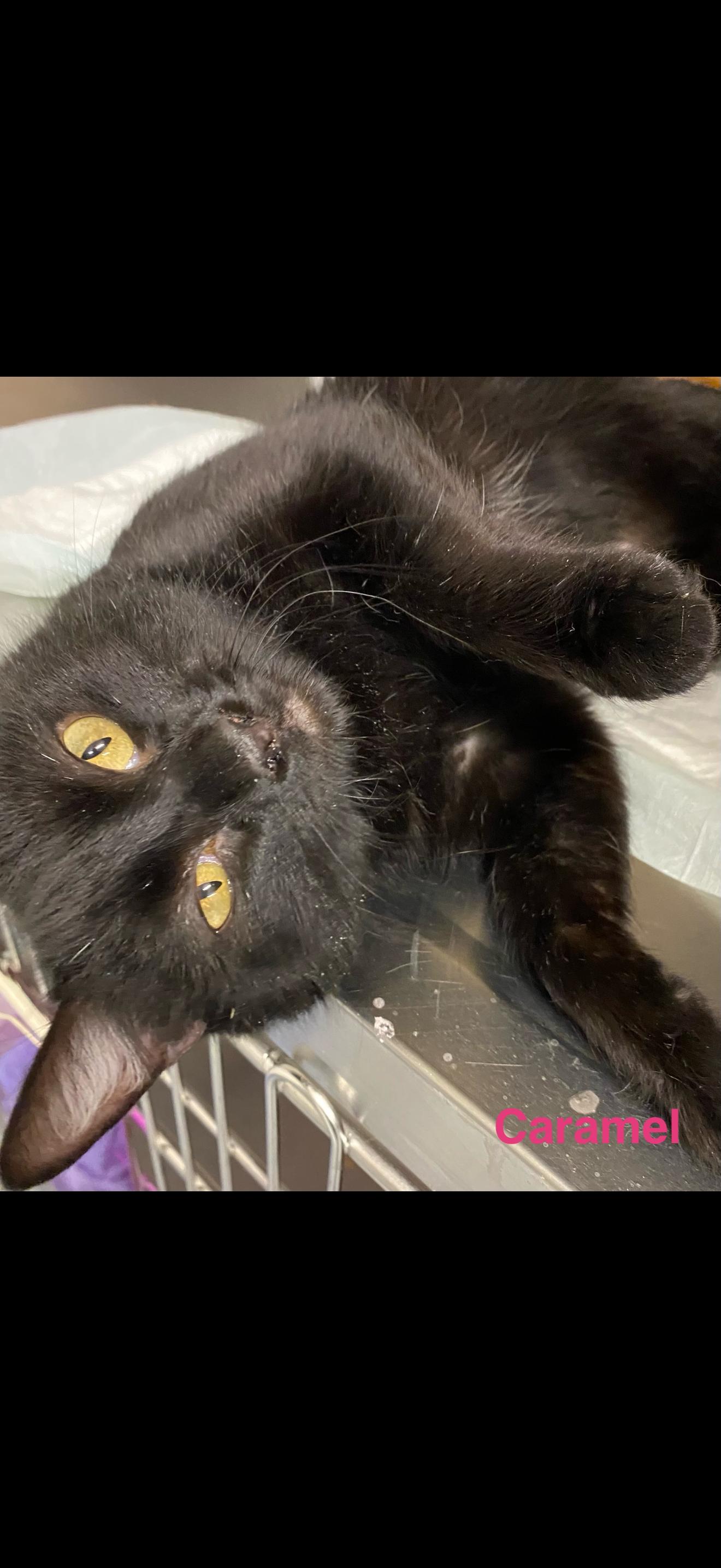 Caramel, ADOPTABLE, Adult Female Domestic Short Hair.