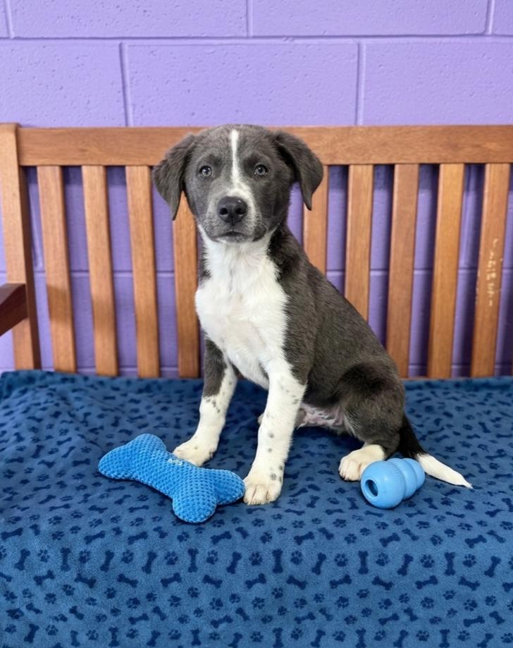 **ASHER**, Adopted, Puppy Male Labrador Retriever & Great Pyrenees.