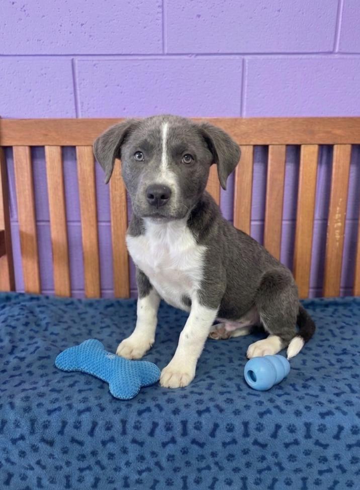 Enlarge **ASHER**, a Adopted mixed breed in North Prairie, WI image 2/3