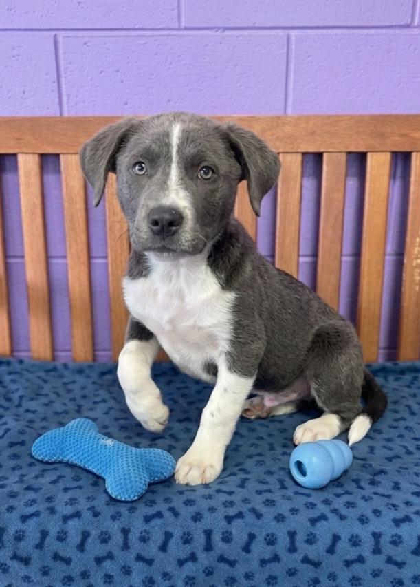 Enlarge **ASHER**, a Adopted mixed breed in North Prairie, WI image 3/3