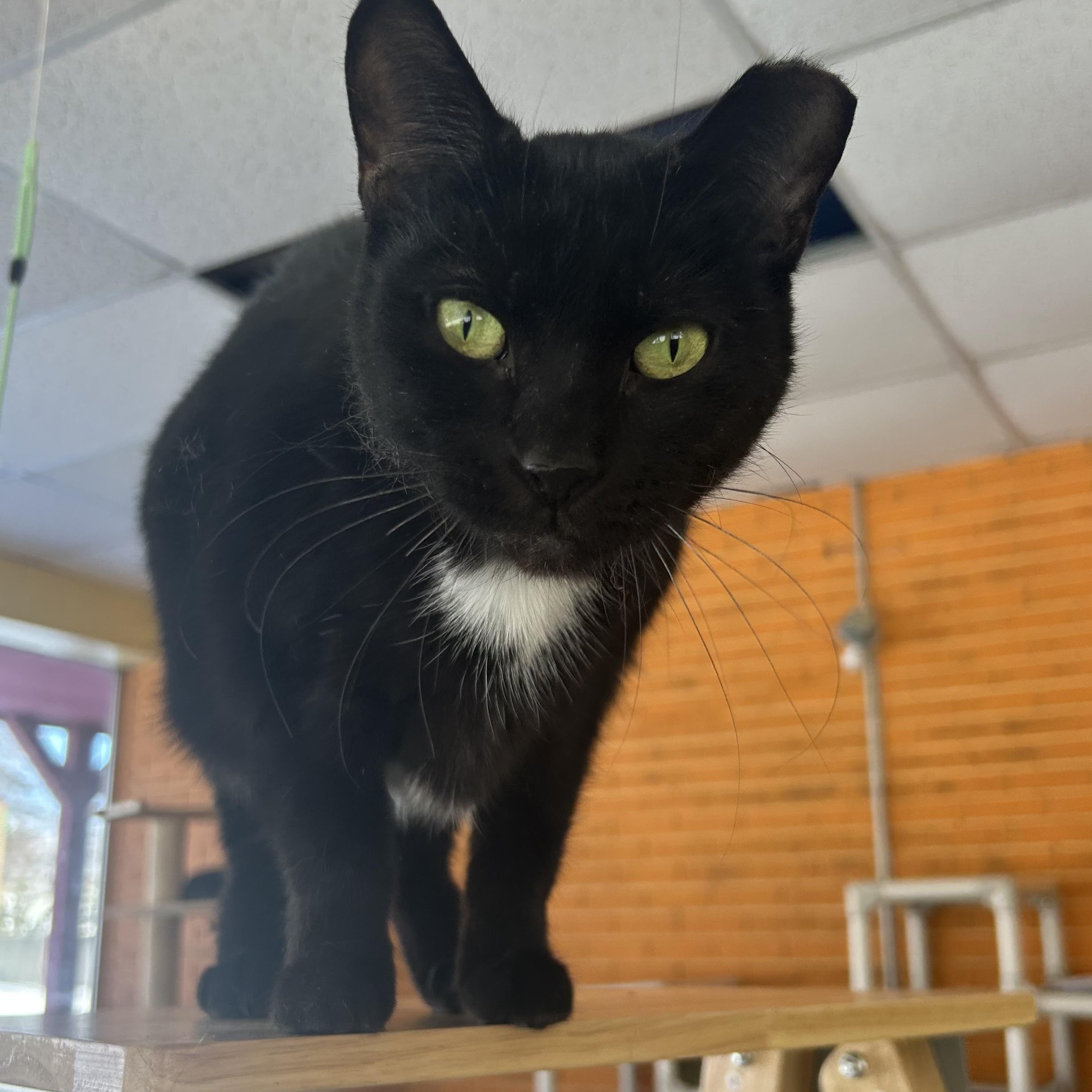 Charlotte thumbnail 2