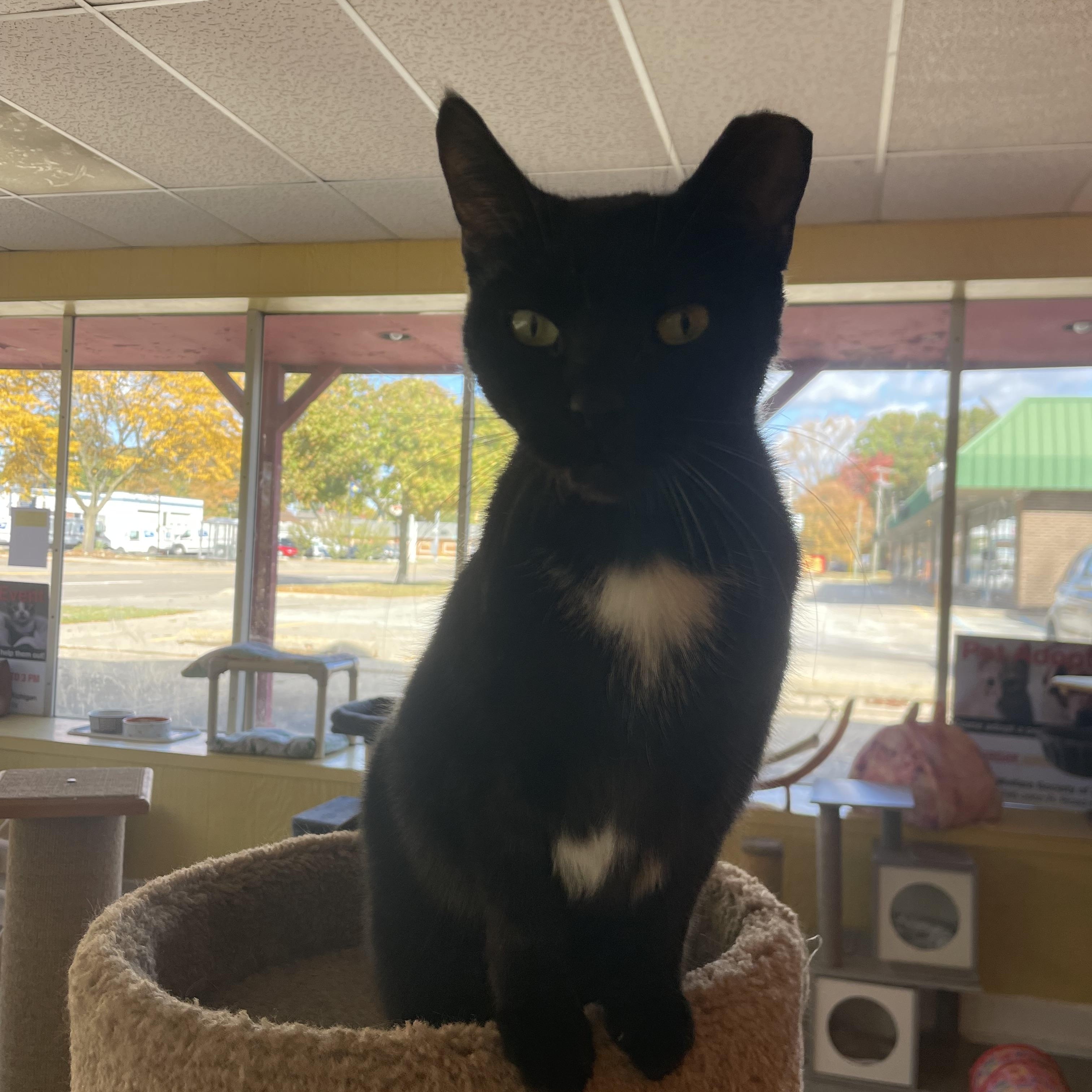 Charlotte, Adoptable, Adult Female Tuxedo.