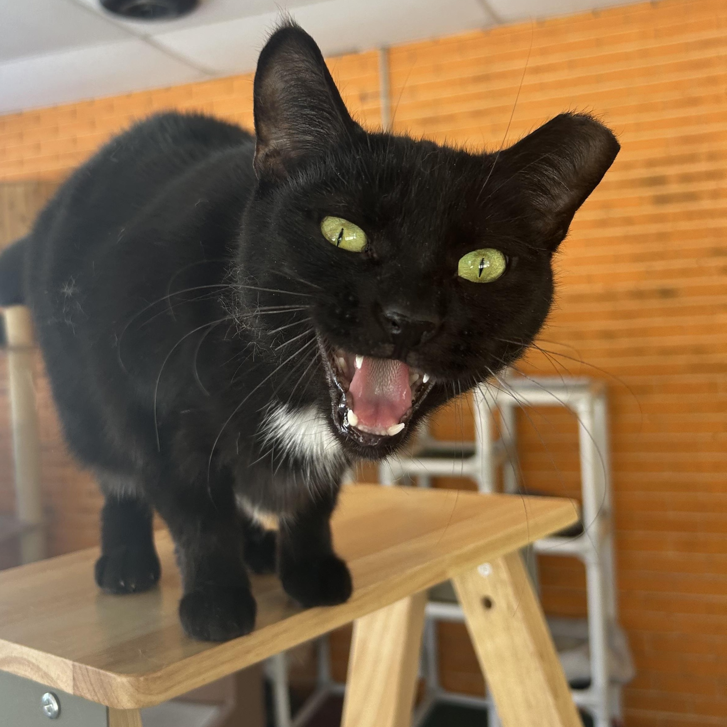 Enlarge Charlotte, a Adoptable Tuxedo in Madison Heights, MI image 1/2