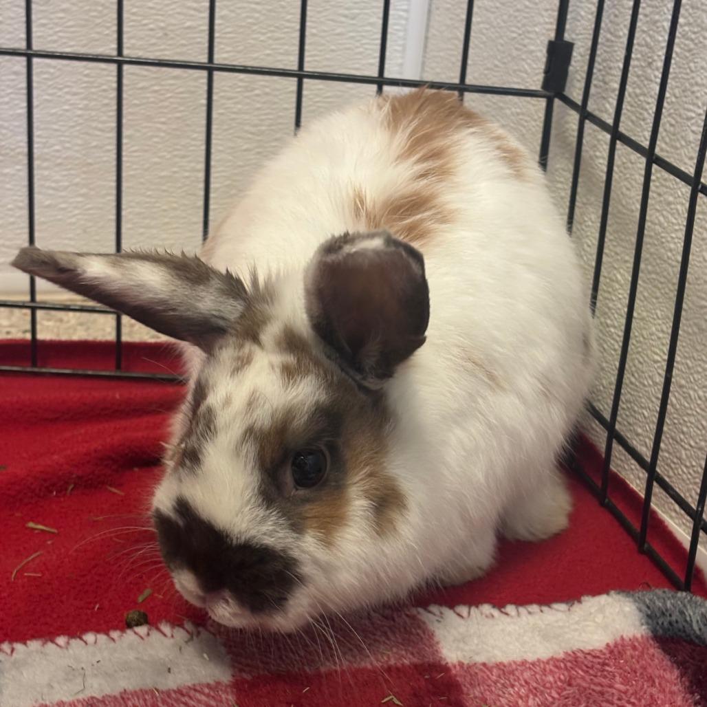 Enlarge Lepus, a Adoptable Bunny Rabbit in Murray, UT image 1/4
