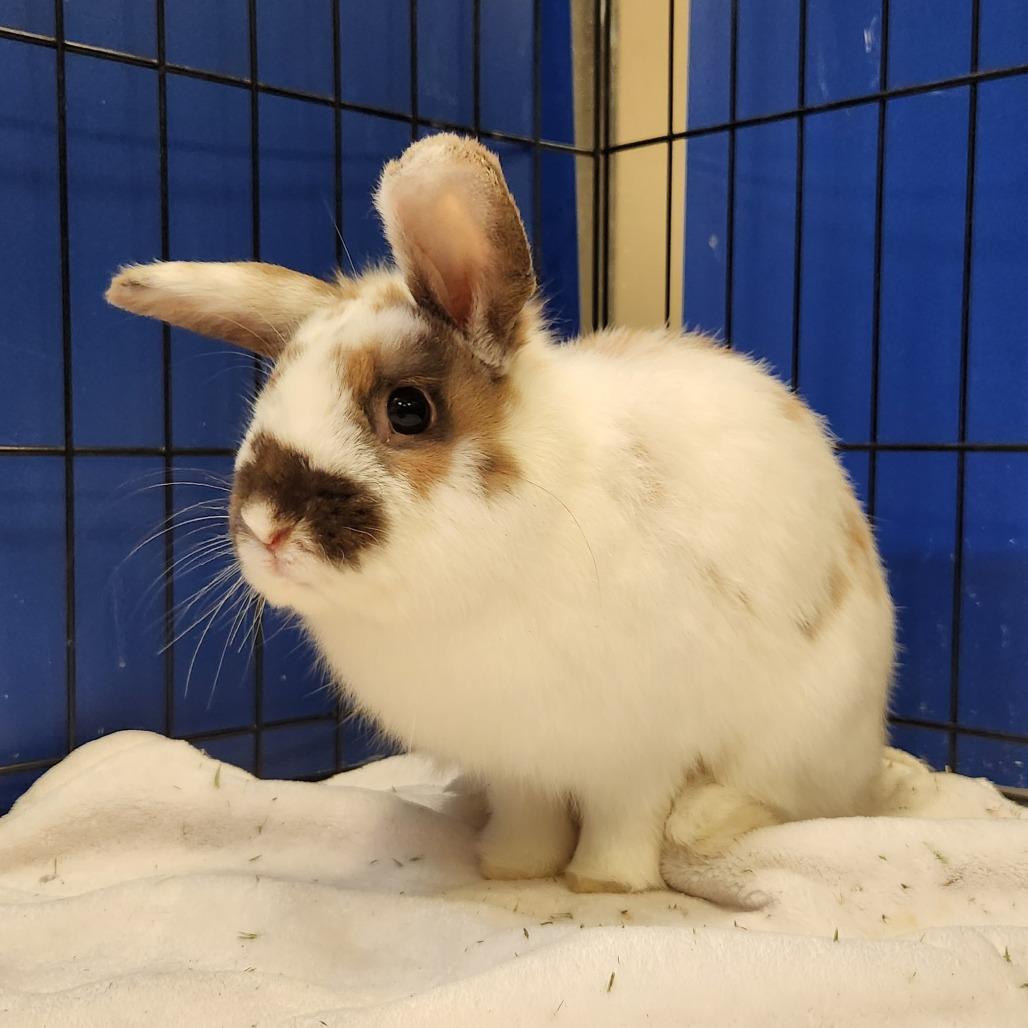 Enlarge Lepus, a Adoptable Bunny Rabbit in Murray, UT image 2/4