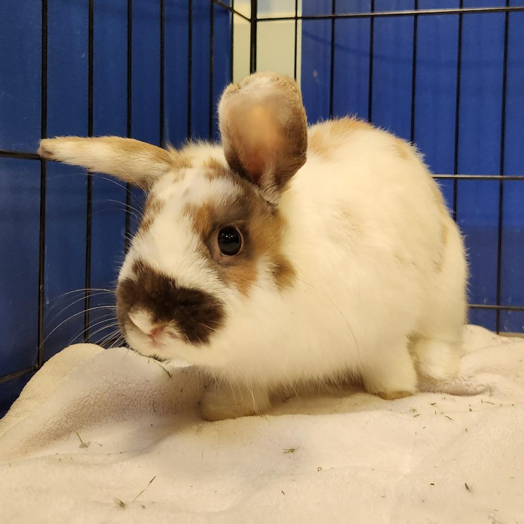 Enlarge Lepus, a Adoptable Bunny Rabbit in Murray, UT image 3/4