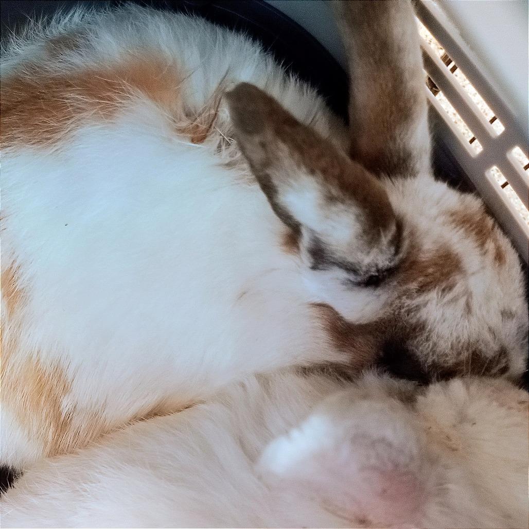 Enlarge Lepus, a Adoptable Bunny Rabbit in Murray, UT image 4/4