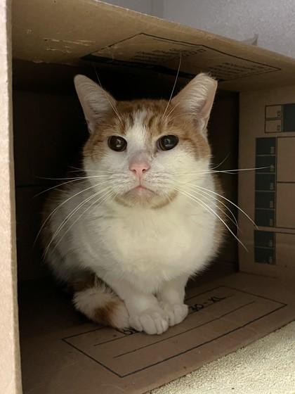 Gordy, Adoptable, Adult Male Domestic Short Hair & Domestic Short Hair.