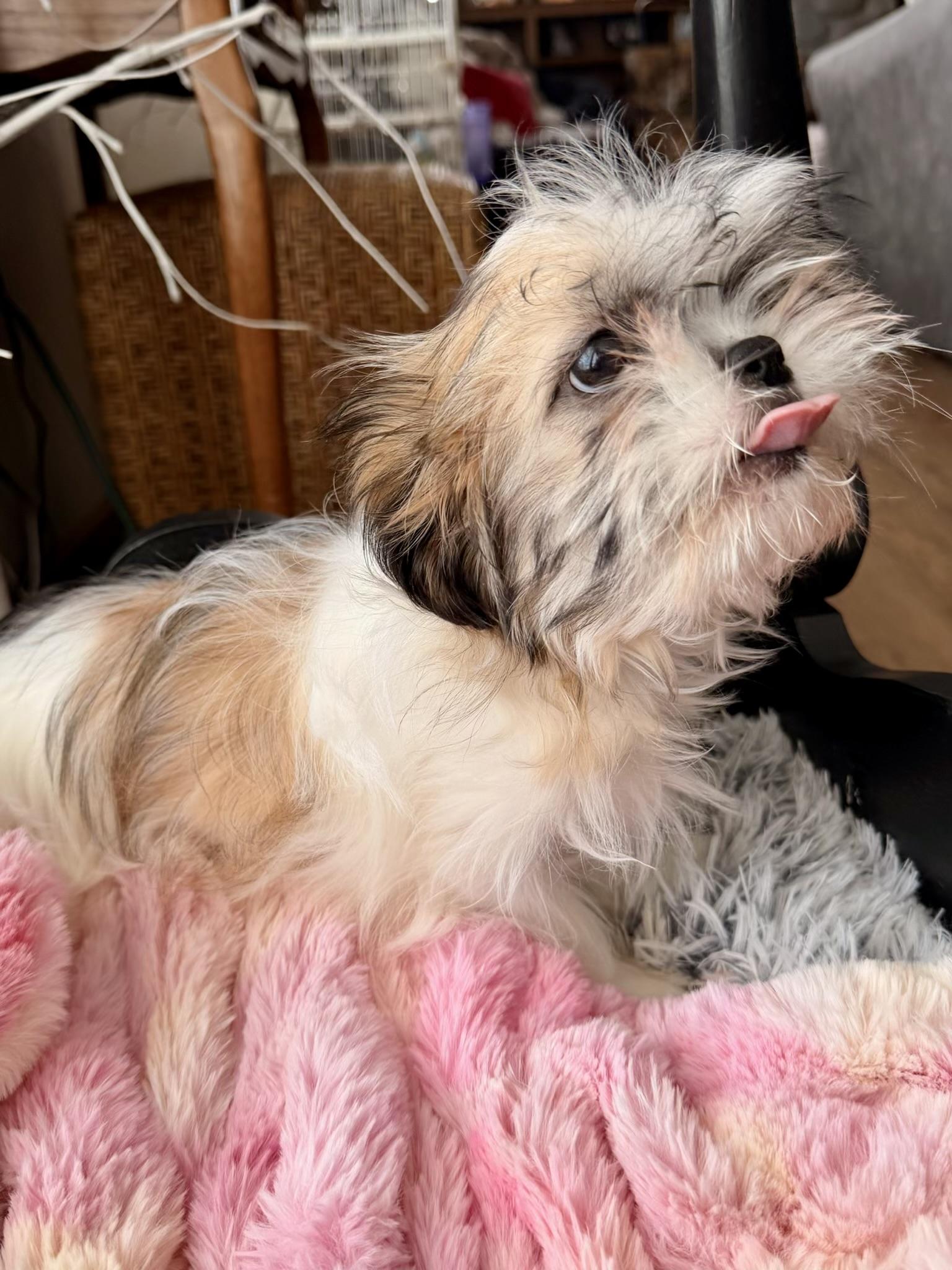 Frances , ADOPTABLE, Puppy Female Shih Tzu.