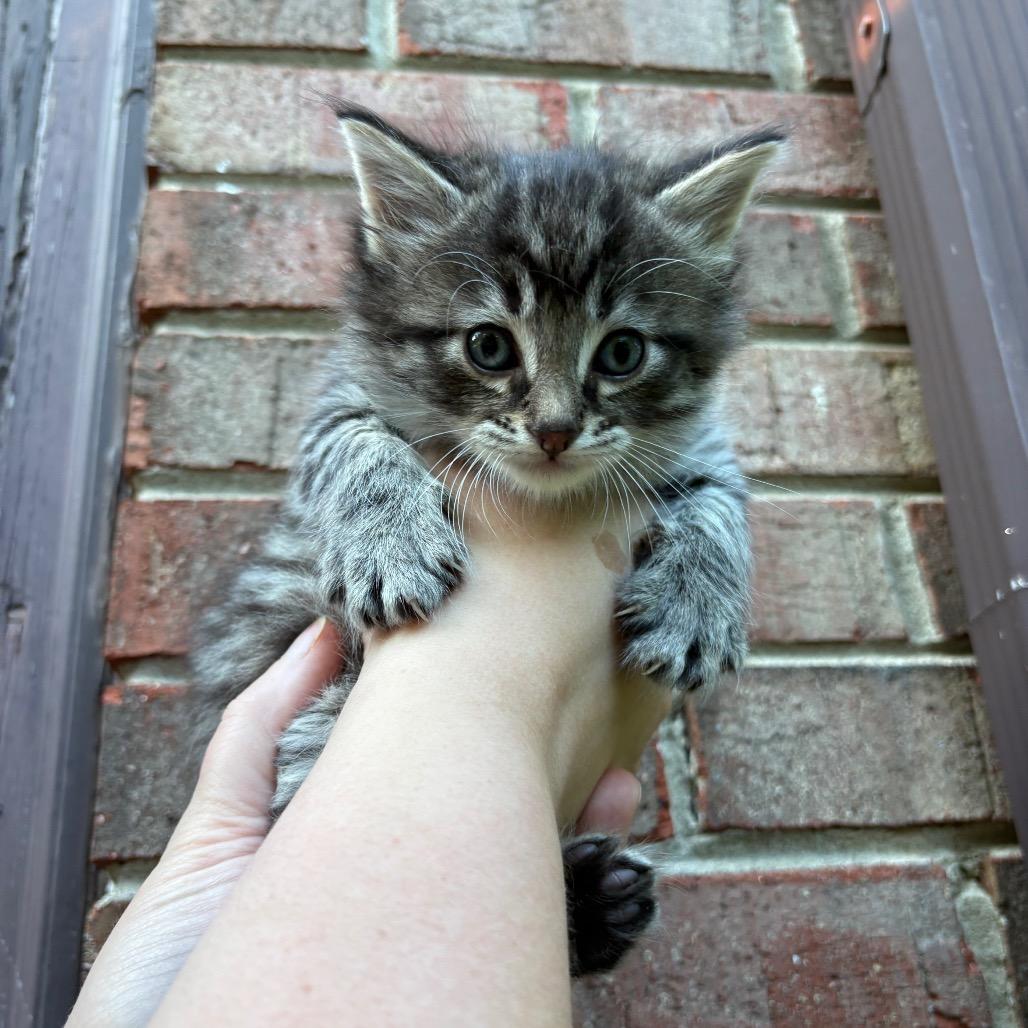 Enlarge Purrnese Mountain Dog (Spud), a Adoptable Domestic Medium Hair in Clarksville, TN image 1/6