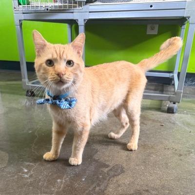 Enlarge Miller, a Adoptable Domestic Short Hair in Edwardsville, IL image 2/6