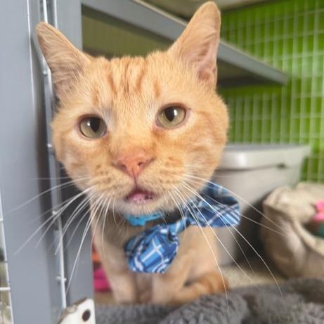 Enlarge Miller, a Adoptable Domestic Short Hair in Edwardsville, IL image 3/6