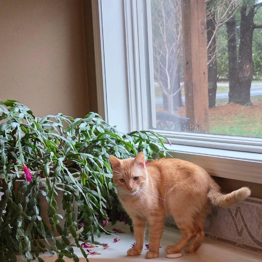 Enlarge Miller, a Adoptable Domestic Short Hair in Edwardsville, IL image 3/6