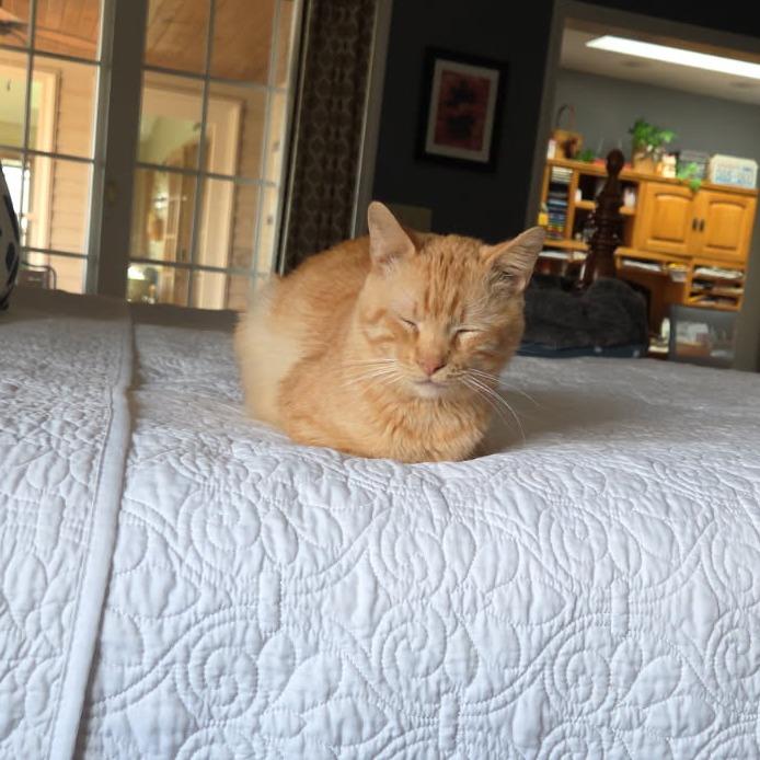 Enlarge Miller, a Adoptable Domestic Short Hair in Edwardsville, IL image 4/6