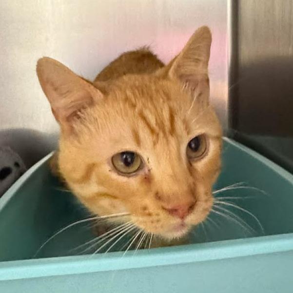 Enlarge Miller, a Adoptable Domestic Short Hair in Edwardsville, IL image 5/6