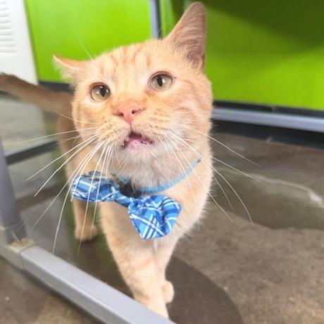 Enlarge Miller, a Adoptable Domestic Short Hair in Edwardsville, IL image 6/6