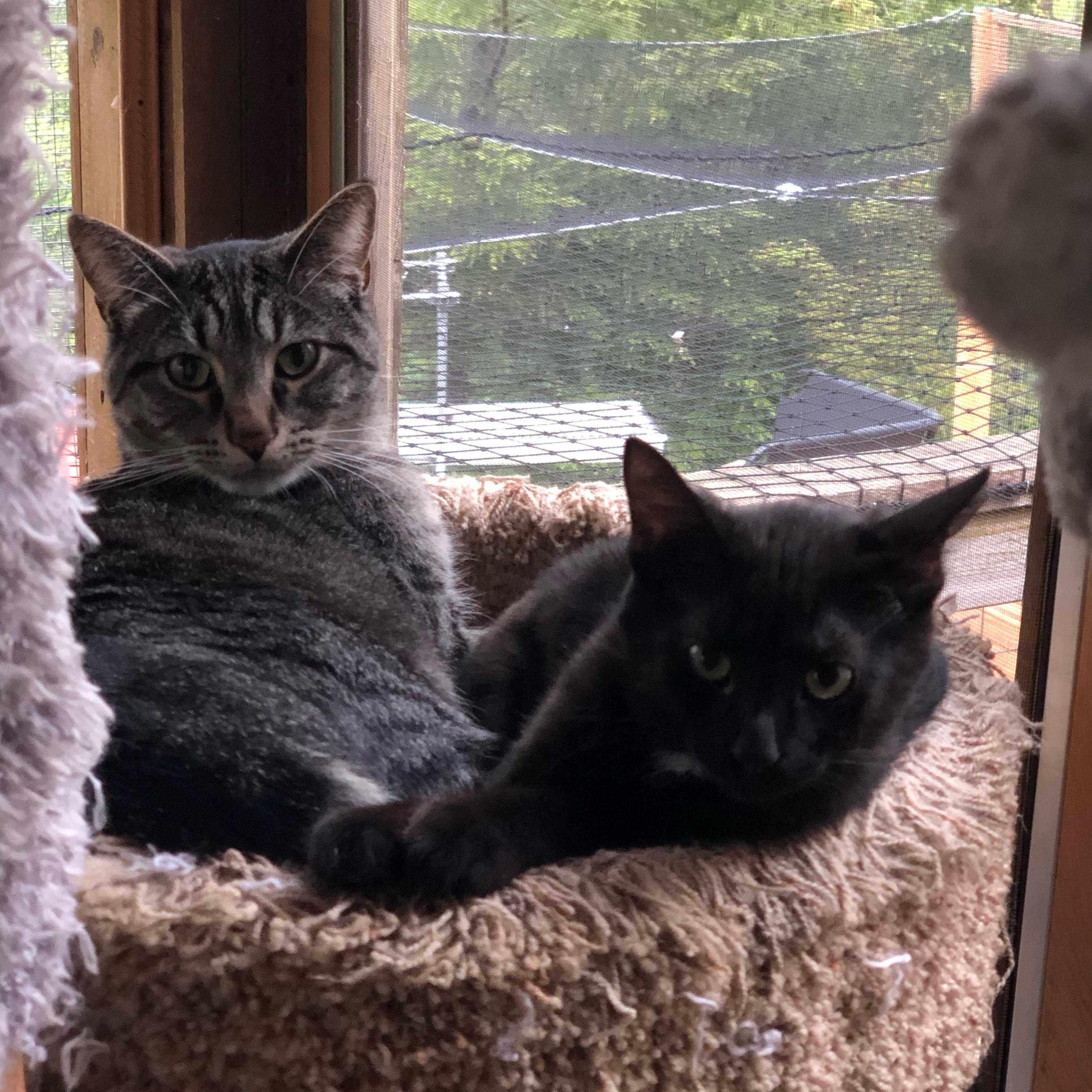 Enlarge Sirloin, a Adoptable Domestic Short Hair in Mokena, IL image 2/5