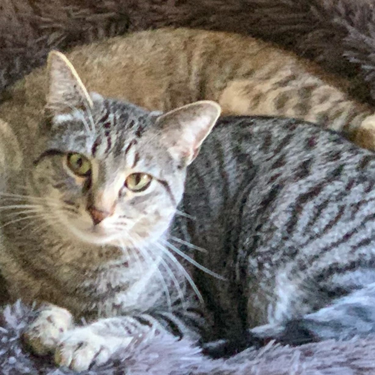 Enlarge Sirloin, a Adoptable Domestic Short Hair in Mokena, IL image 1/5