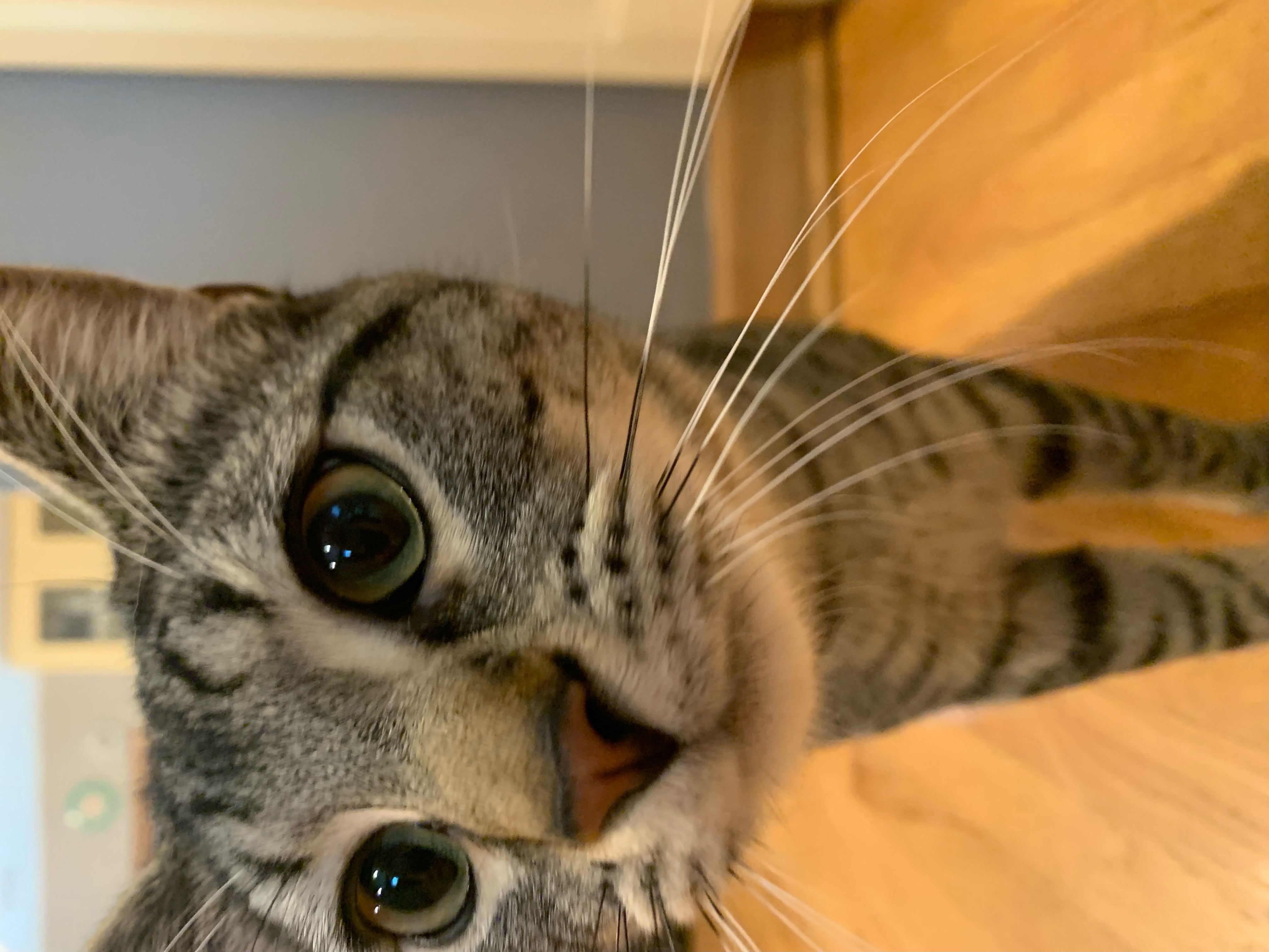 Enlarge Sirloin, a Adoptable Domestic Short Hair in Mokena, IL image 3/5