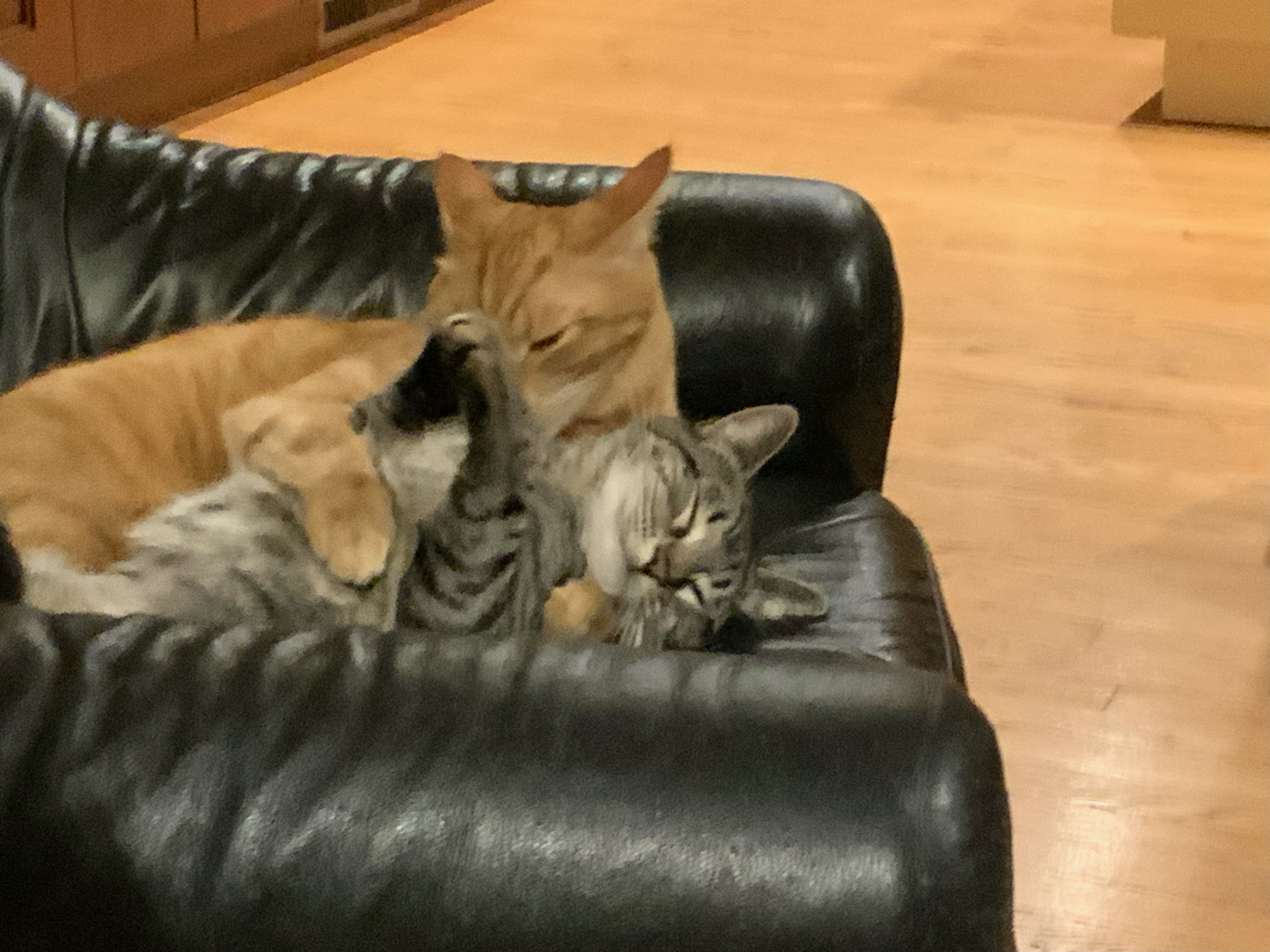 Enlarge Sirloin, a Adoptable Domestic Short Hair in Mokena, IL image 5/5