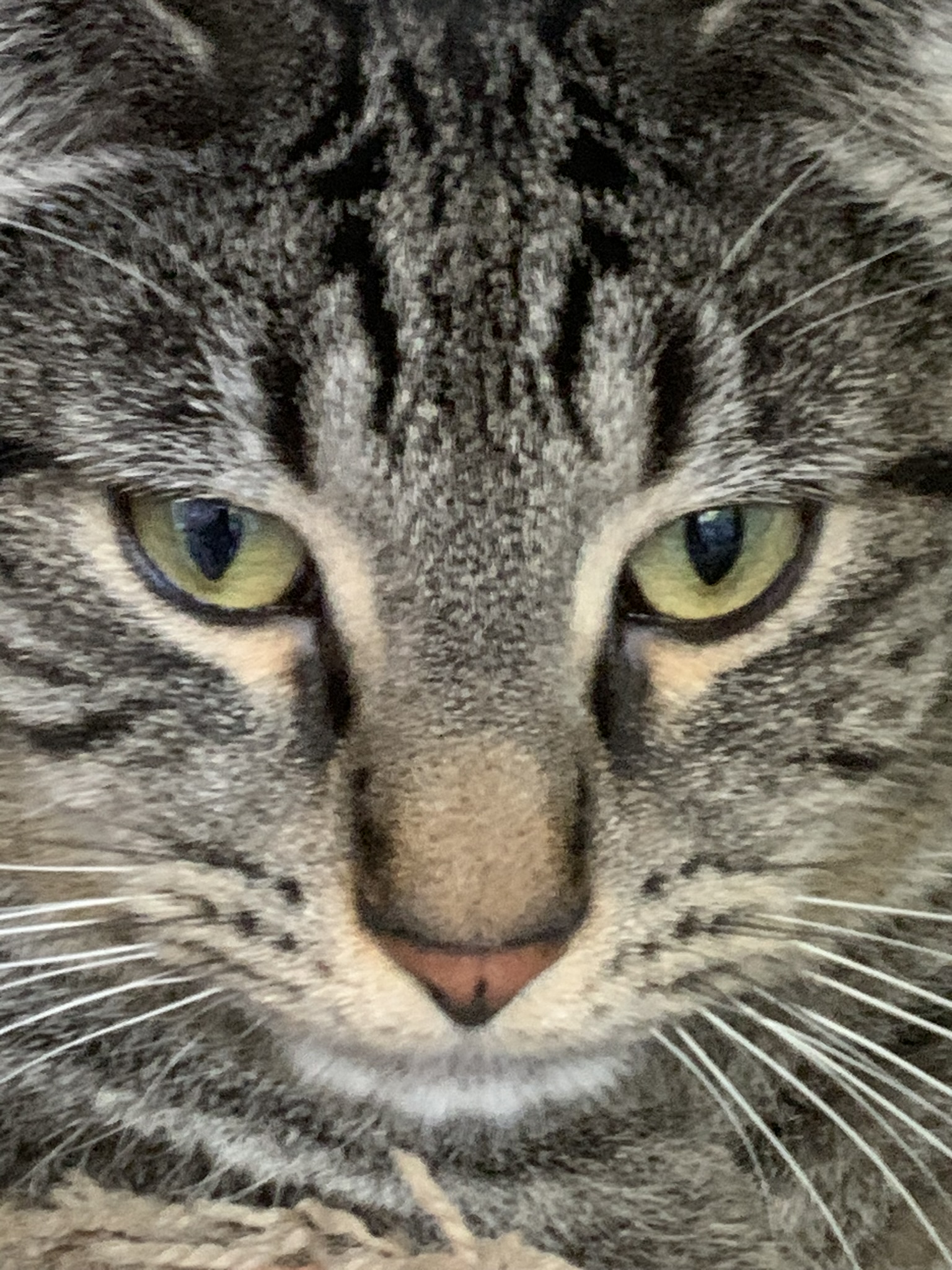 Enlarge Sirloin, a Adoptable Domestic Short Hair in Mokena, IL image 4/5