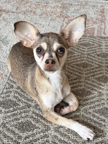 Mia - My heart could be yours!, a Adoptable Chihuahua in Oakhurst, NJ image 1/3