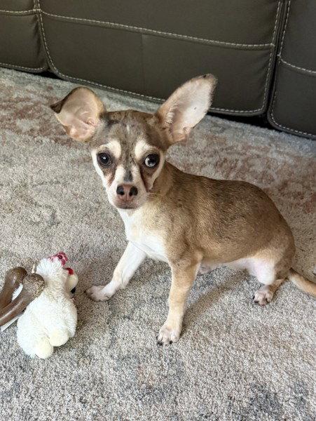 Mia - My heart could be yours!, a Adoptable Chihuahua in Oakhurst, NJ image 2/3