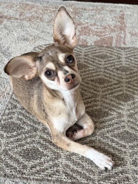 Mia - My heart could be yours!, a Adoptable Chihuahua in Oakhurst, NJ image 3/3