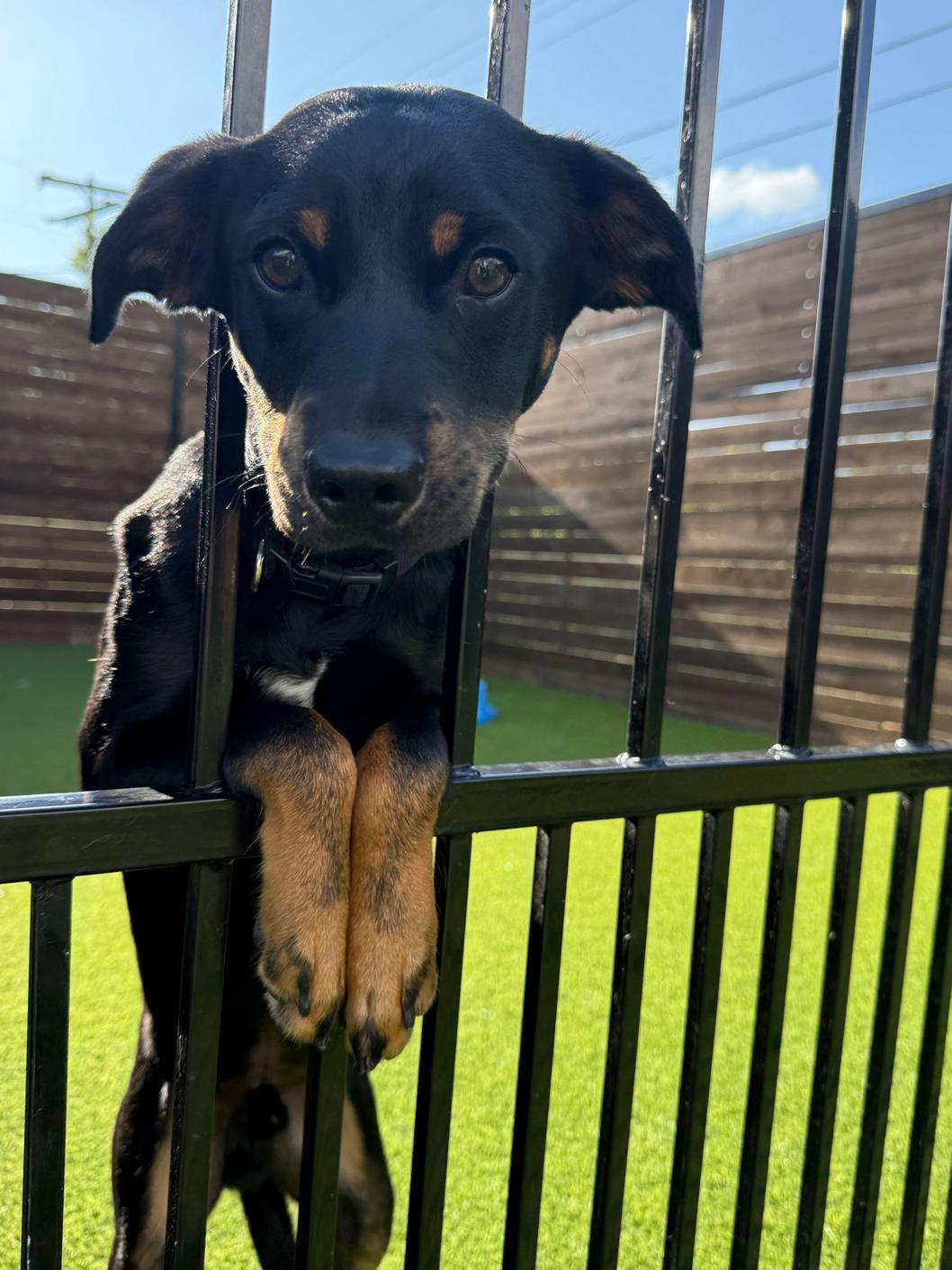 Enlarge Hampton, a ADOPTABLE Terrier in Colleyville, TX image 4/6