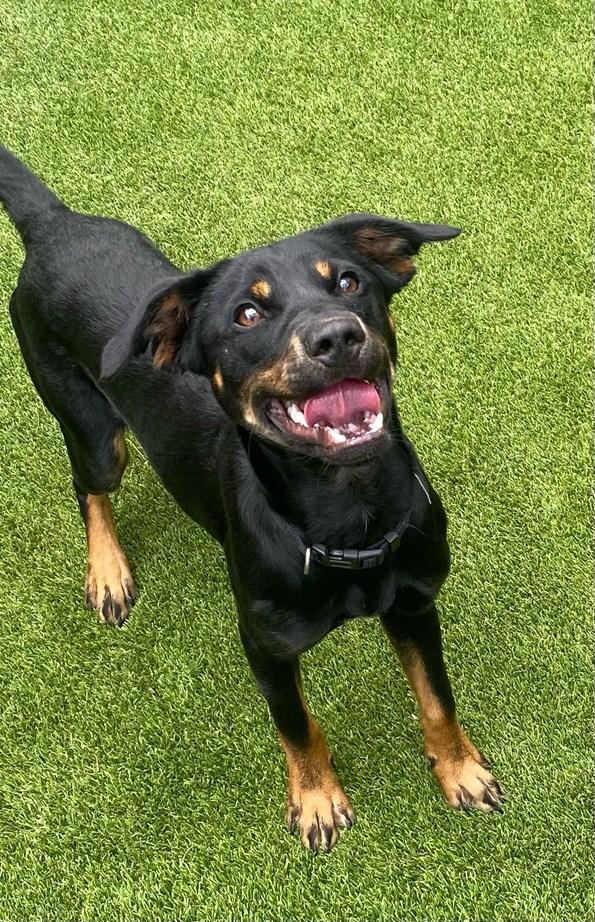 Enlarge Hampton, a ADOPTABLE Terrier in Colleyville, TX image 5/6