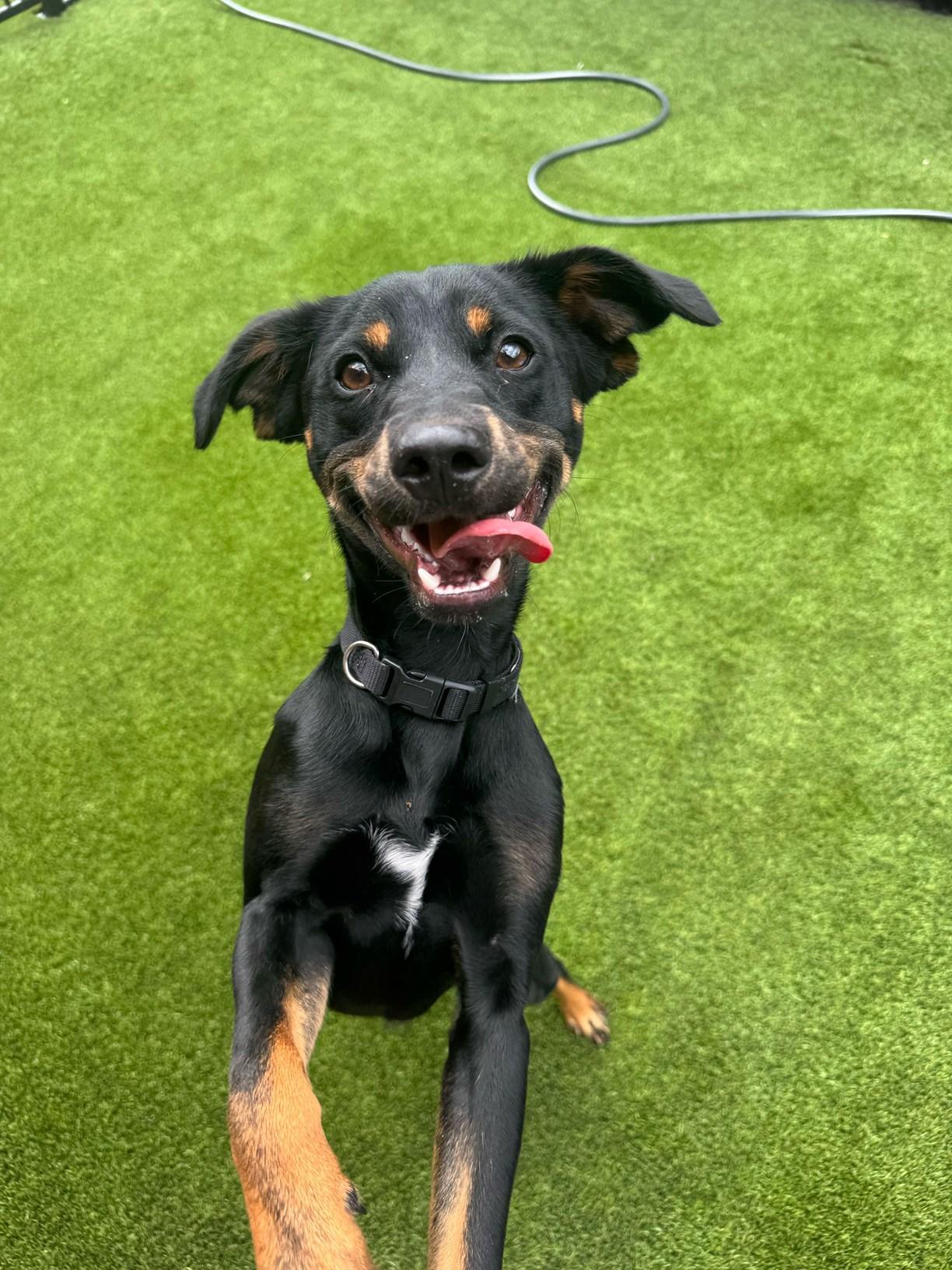 Hampton, ADOPTABLE, Young Male Terrier.