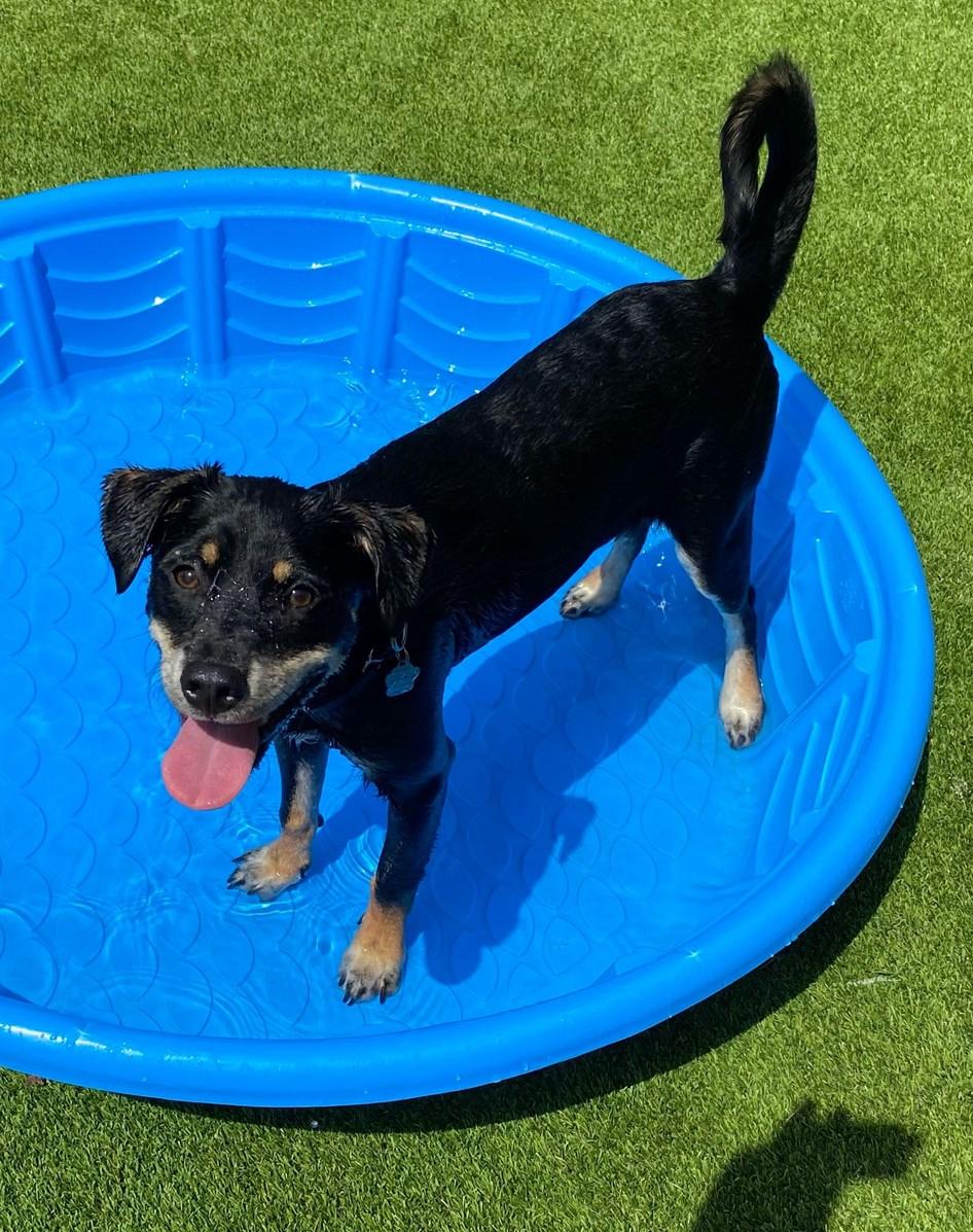Enlarge Hampton, a ADOPTABLE Terrier in Colleyville, TX image 2/6